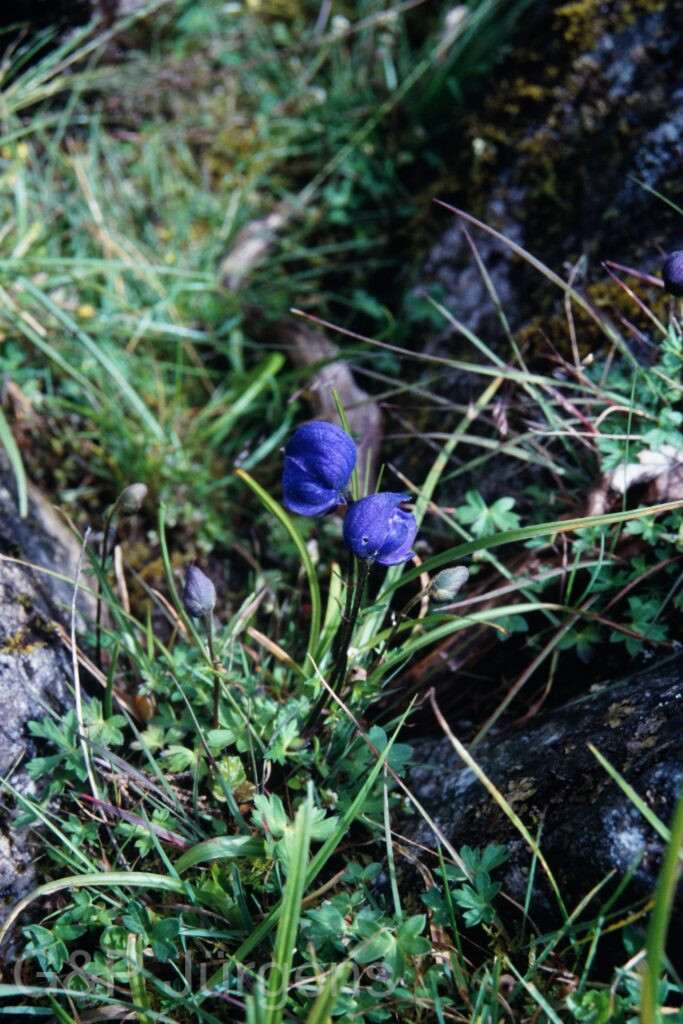 Sikkim2003 256 P351