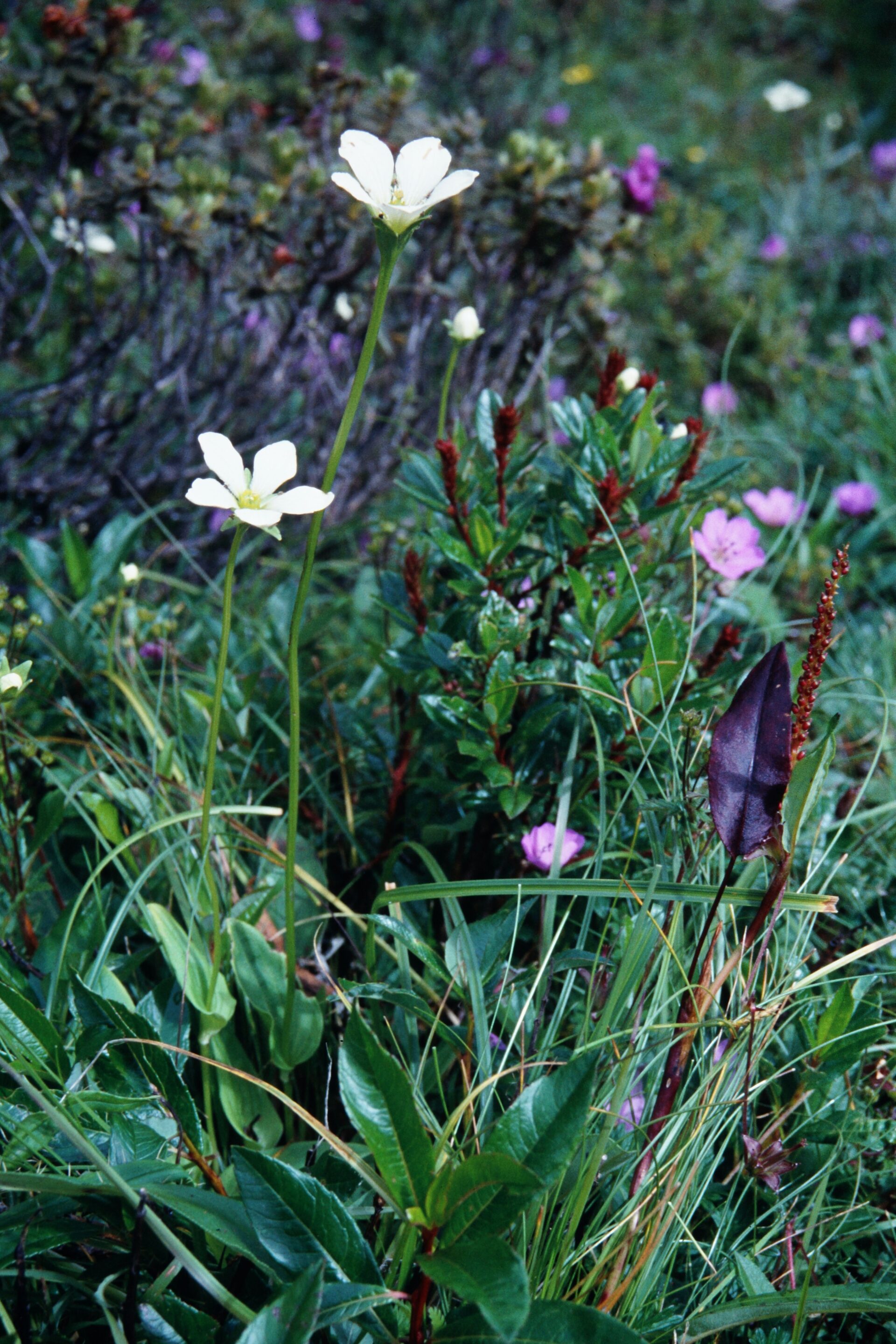 Parnassia nubicola — Celastraceae