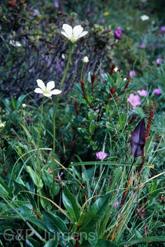 Sikkim2003 258 P353
