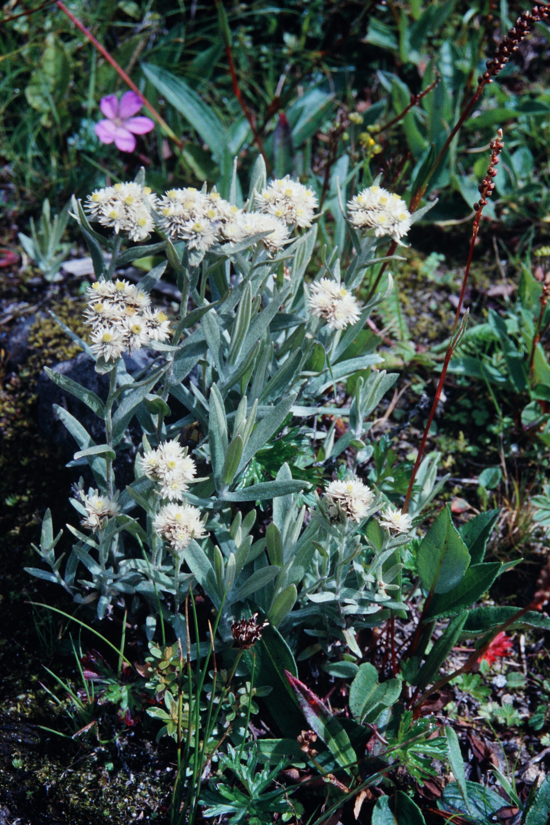 Anaphalis nepalensis — Asteraceae