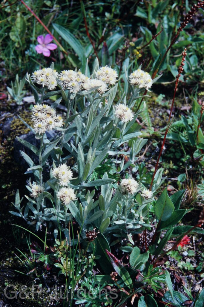 Sikkim2003 260 P358