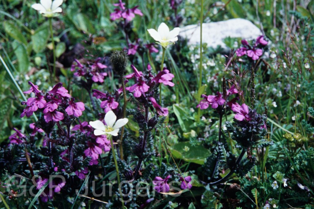 Sikkim2003 261 P360