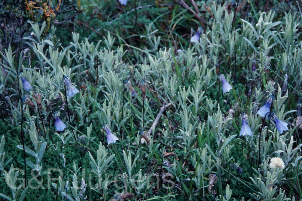Sikkim2003 265 P364