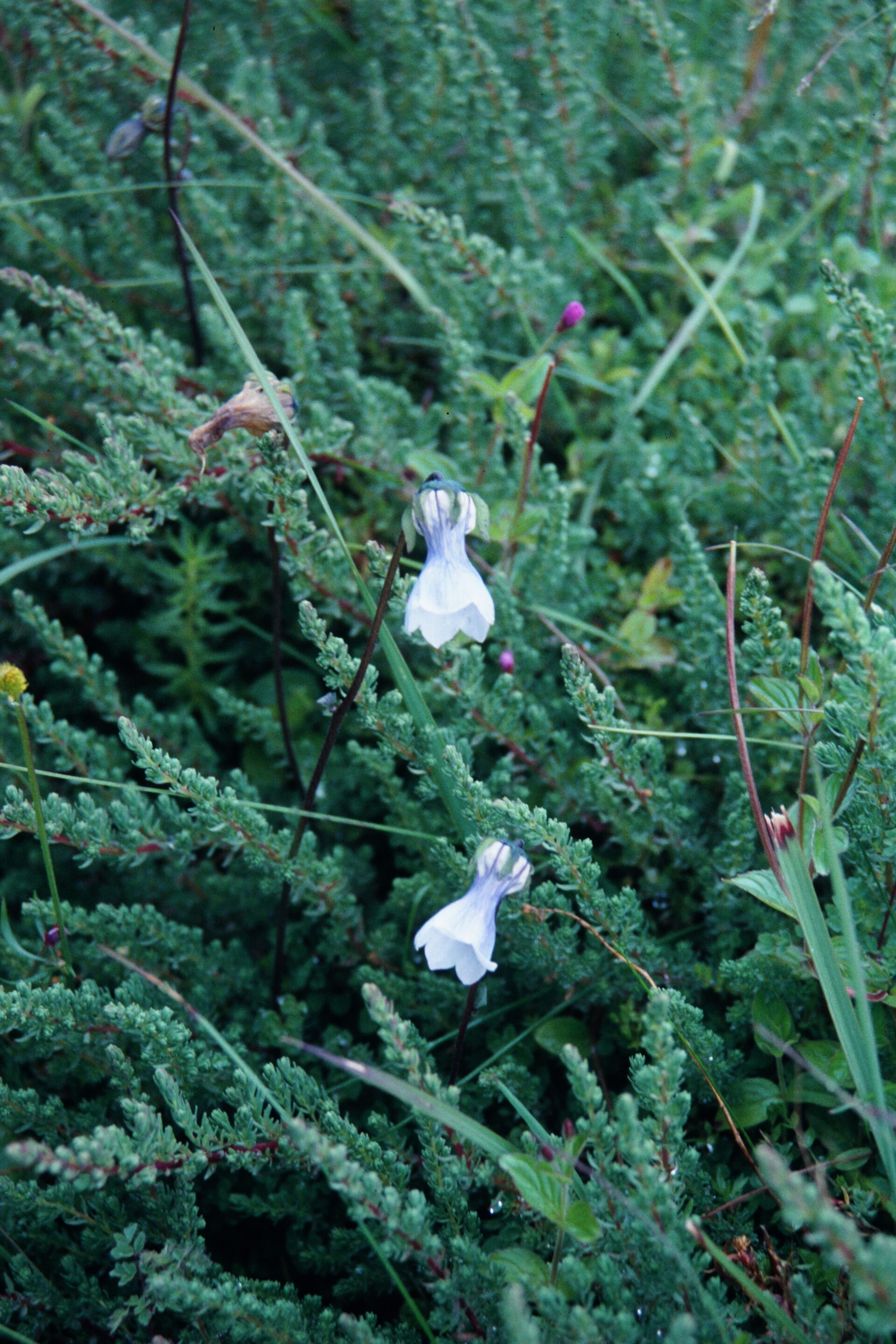 Codonopsis thalictrifolia — Campanulaceae
