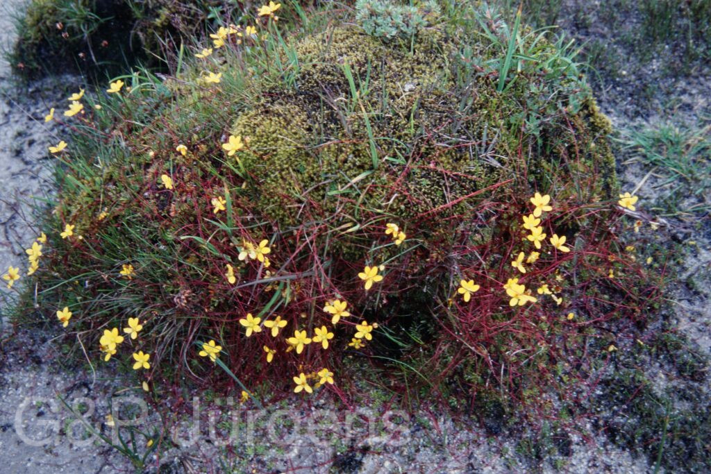 Sikkim2003 269 P371