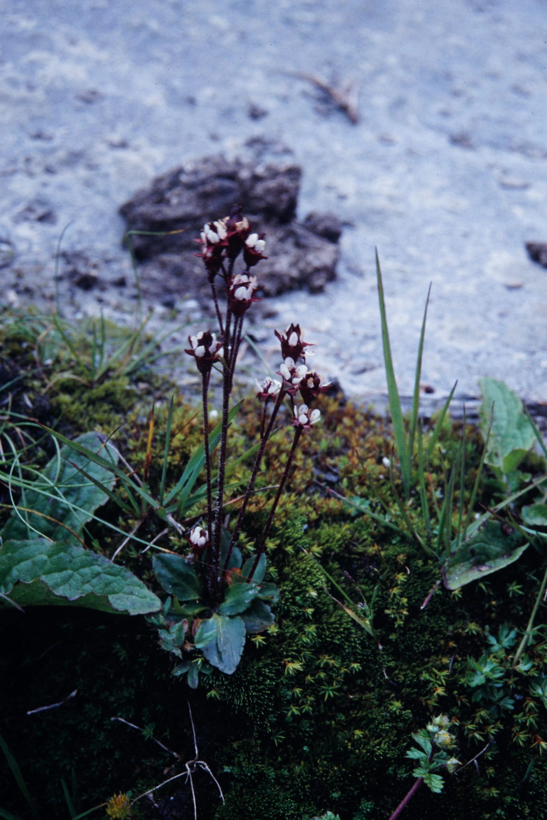 Micranthes pallida — Saxifragaceae