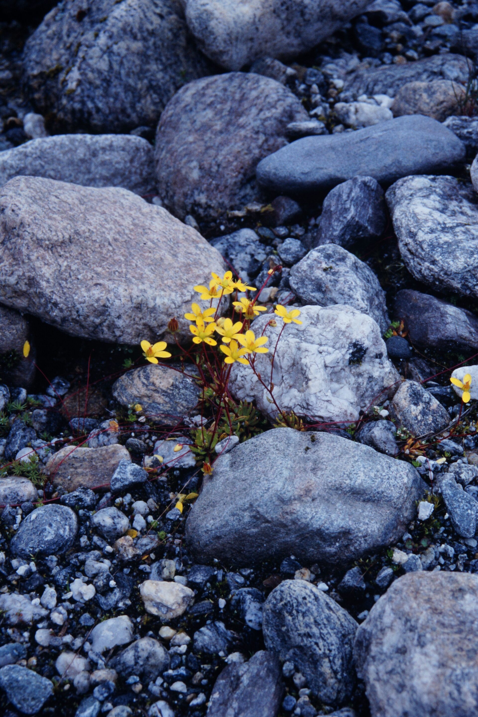 Saxifraga brunonis — Saxifragaceae