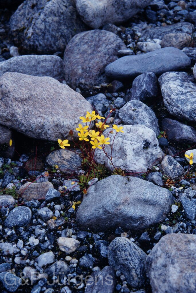 Sikkim2003 271 P373