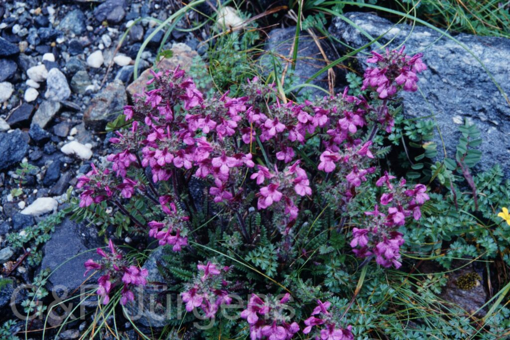 Sikkim2003 273 P376