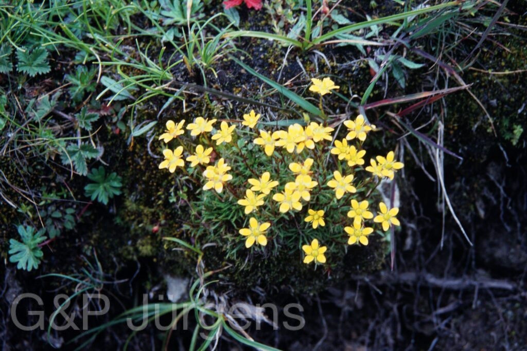 Sikkim2003 282 P388