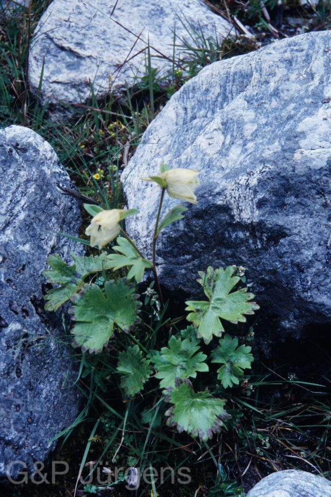 Sikkim2003 283 P389