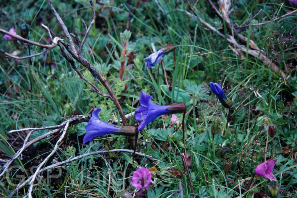 Sikkim2003 288 P391