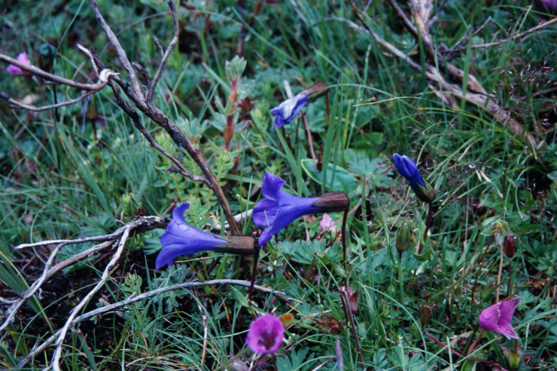 Cyananthus himalaicus — Campanulaceae