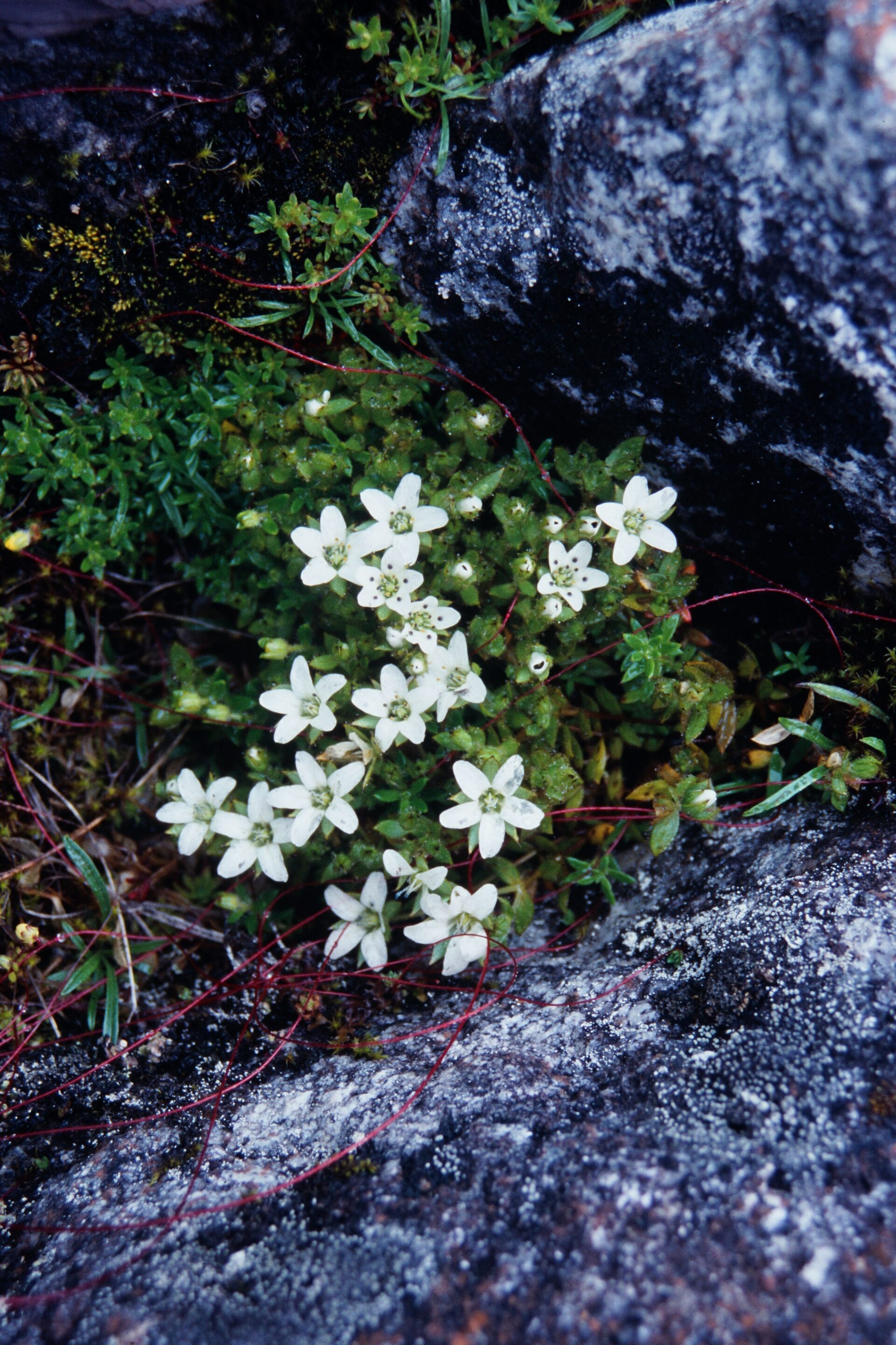 Arenaria ciliolata — Caryophyllaceae