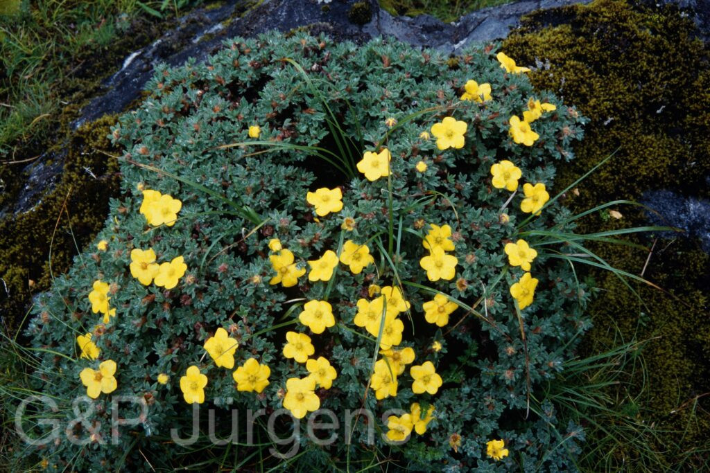 Sikkim2003 290 P401