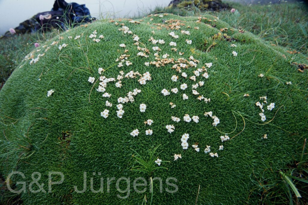 Sikkim2003 304 G425