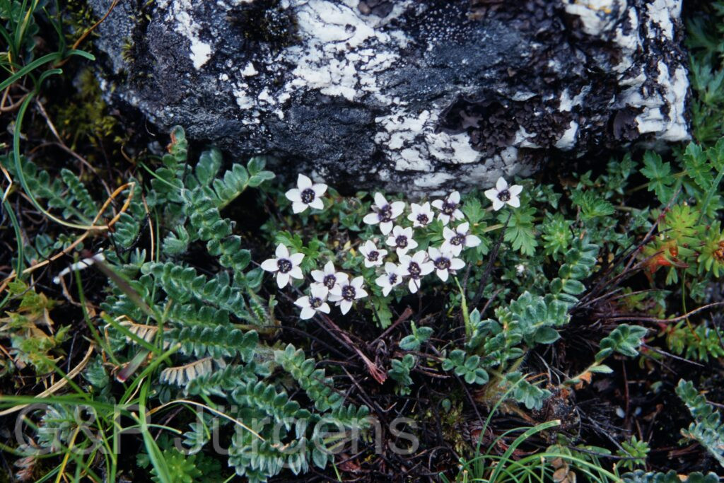 Sikkim2003 305 G431