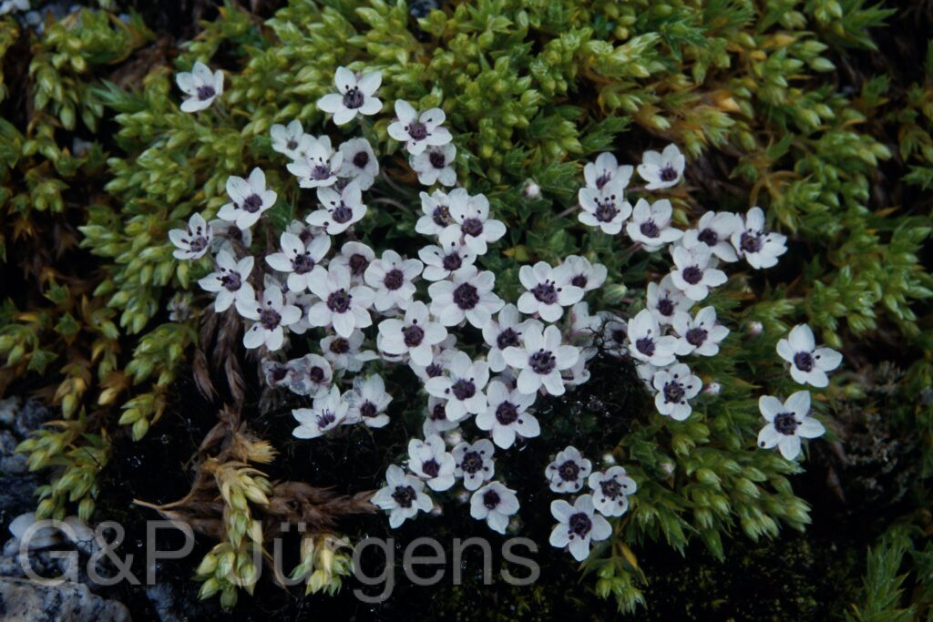 Sikkim2003 306 G432