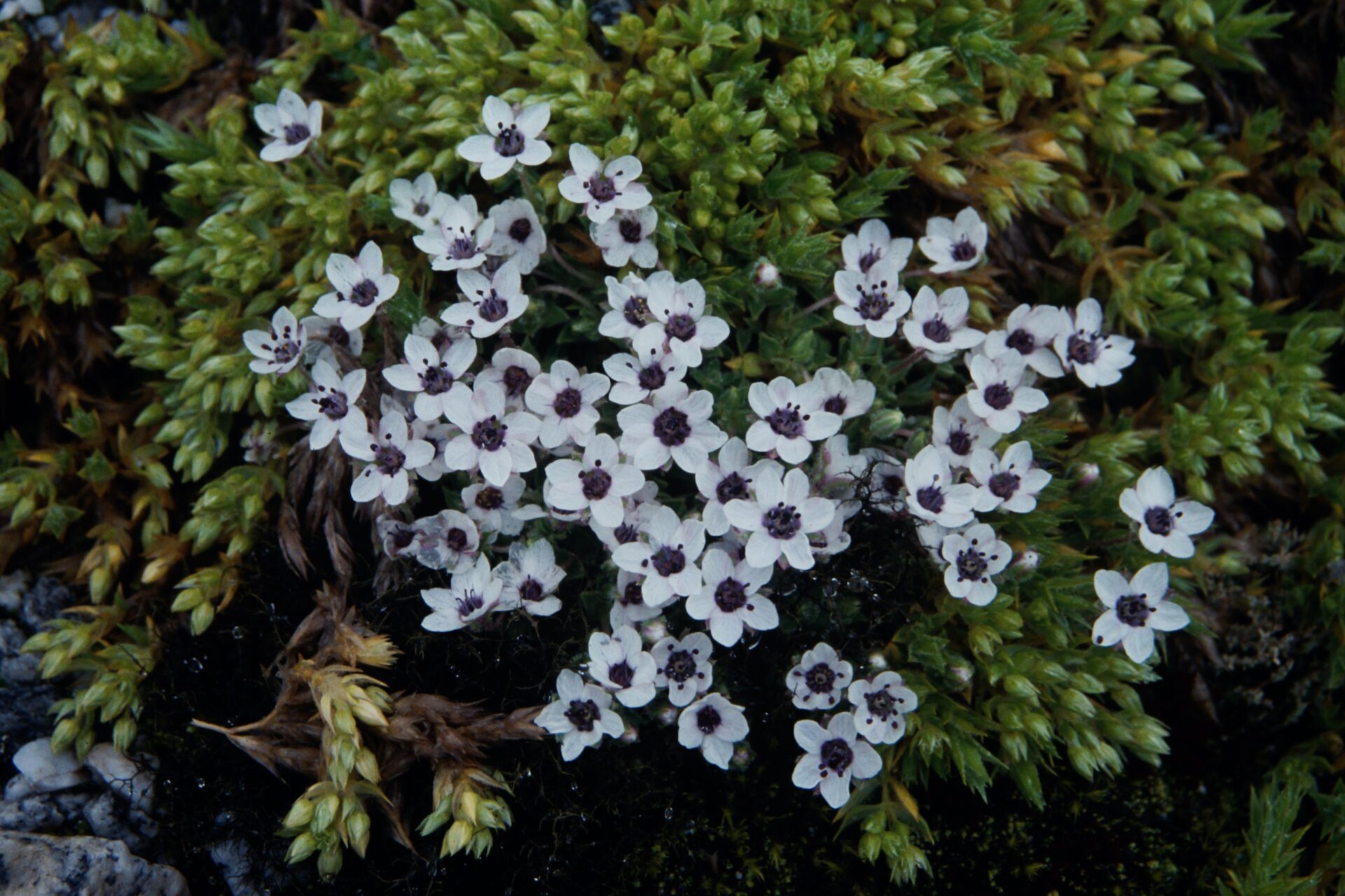 Arenaria glanduligera — Caryophyllaceae