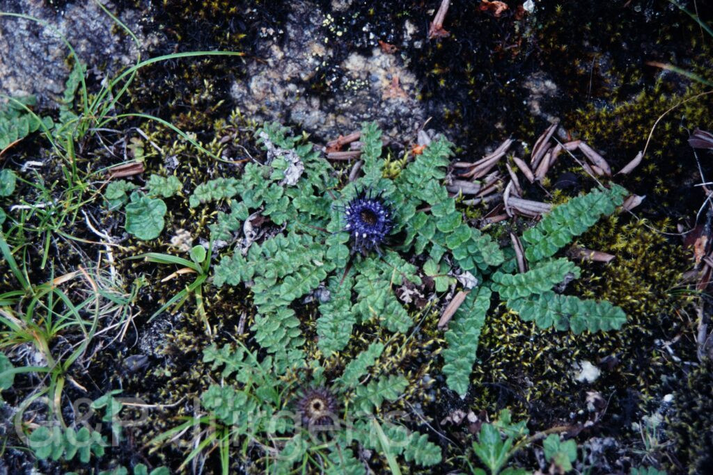 Sikkim2003 307 P433