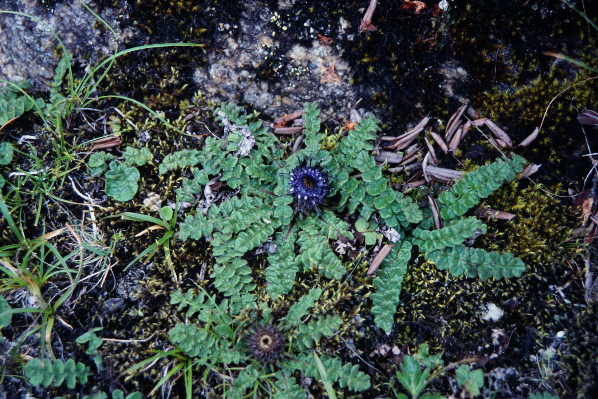 Saussurea polystichoides — Asteraceae