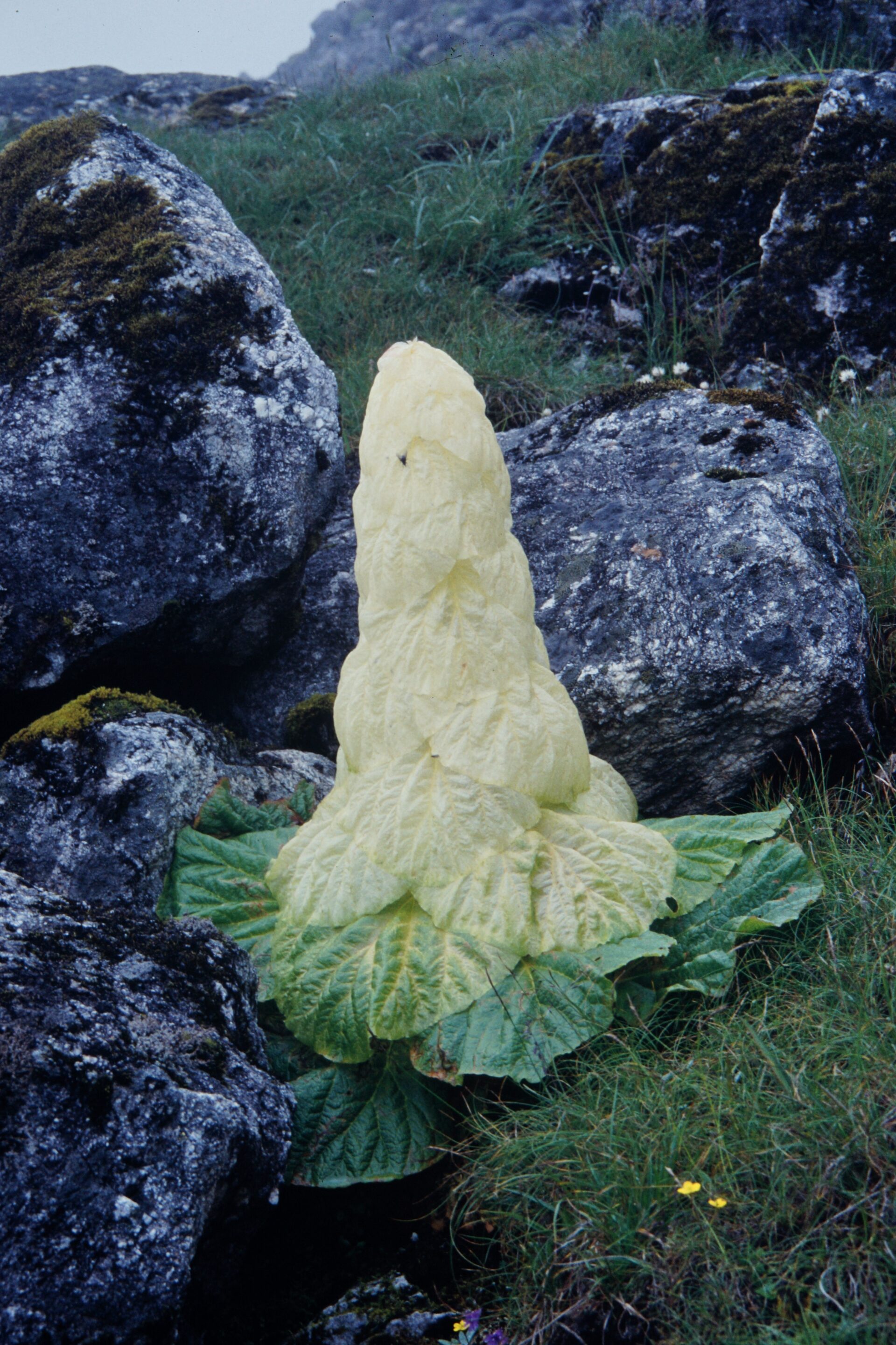 Rheum nobile — Polygonaceae