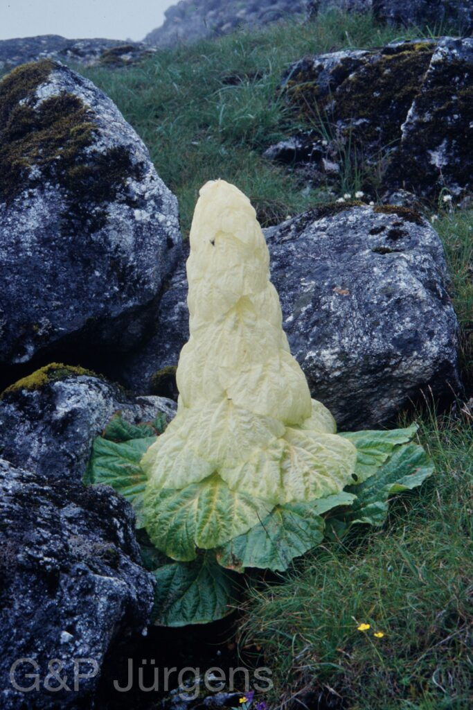 Sikkim2003 309 G438