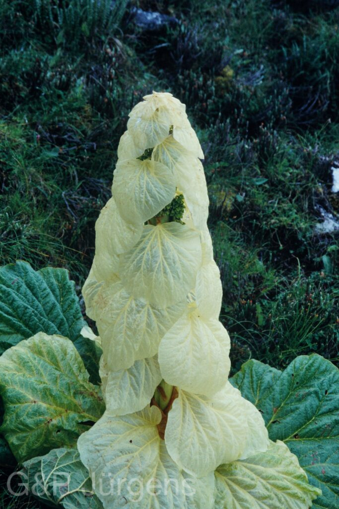 Sikkim2003 310 W439