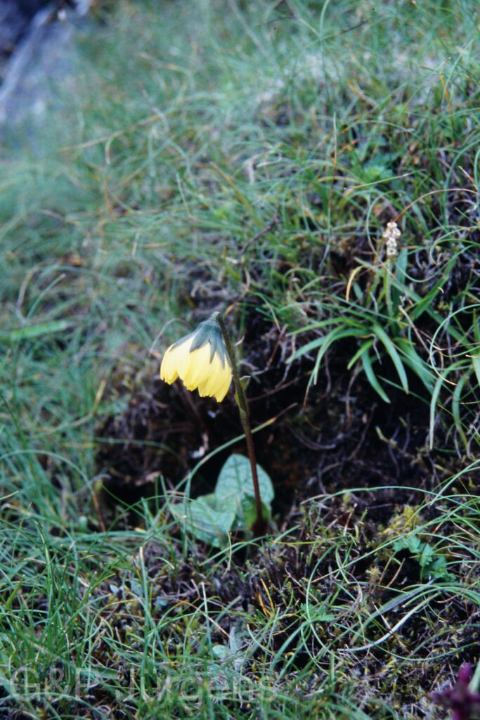 Sikkim2003 312 P442