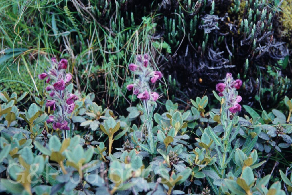 Sikkim2003 317 P451