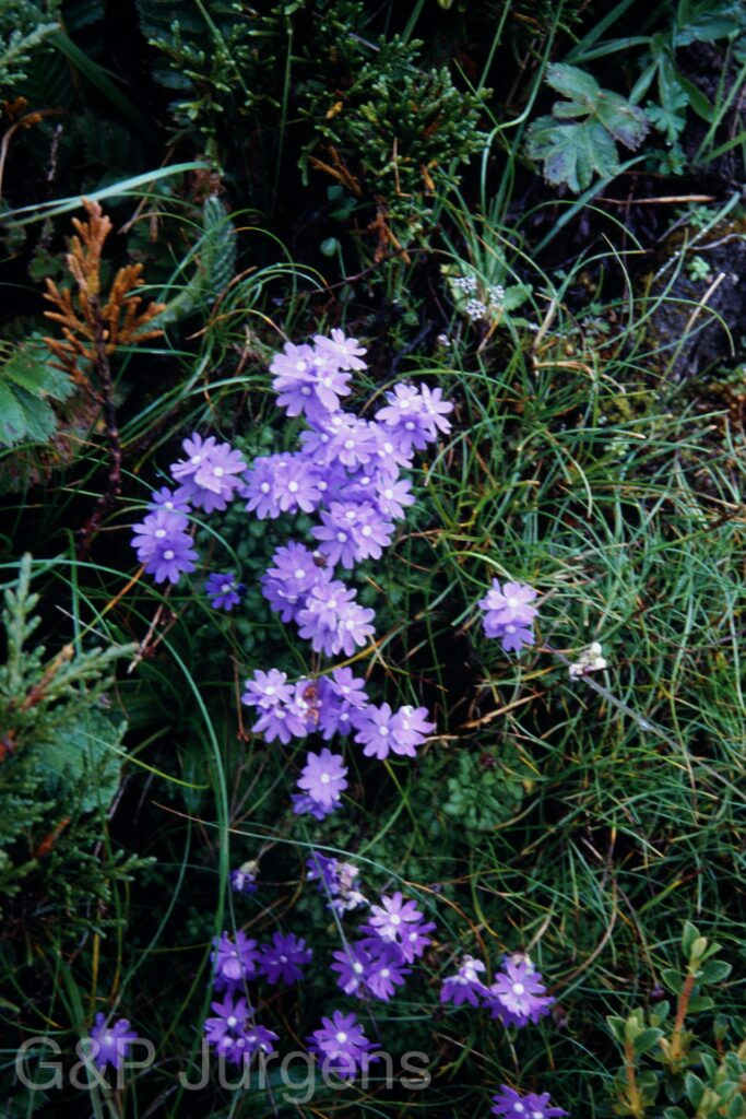Sikkim2003 327 P464