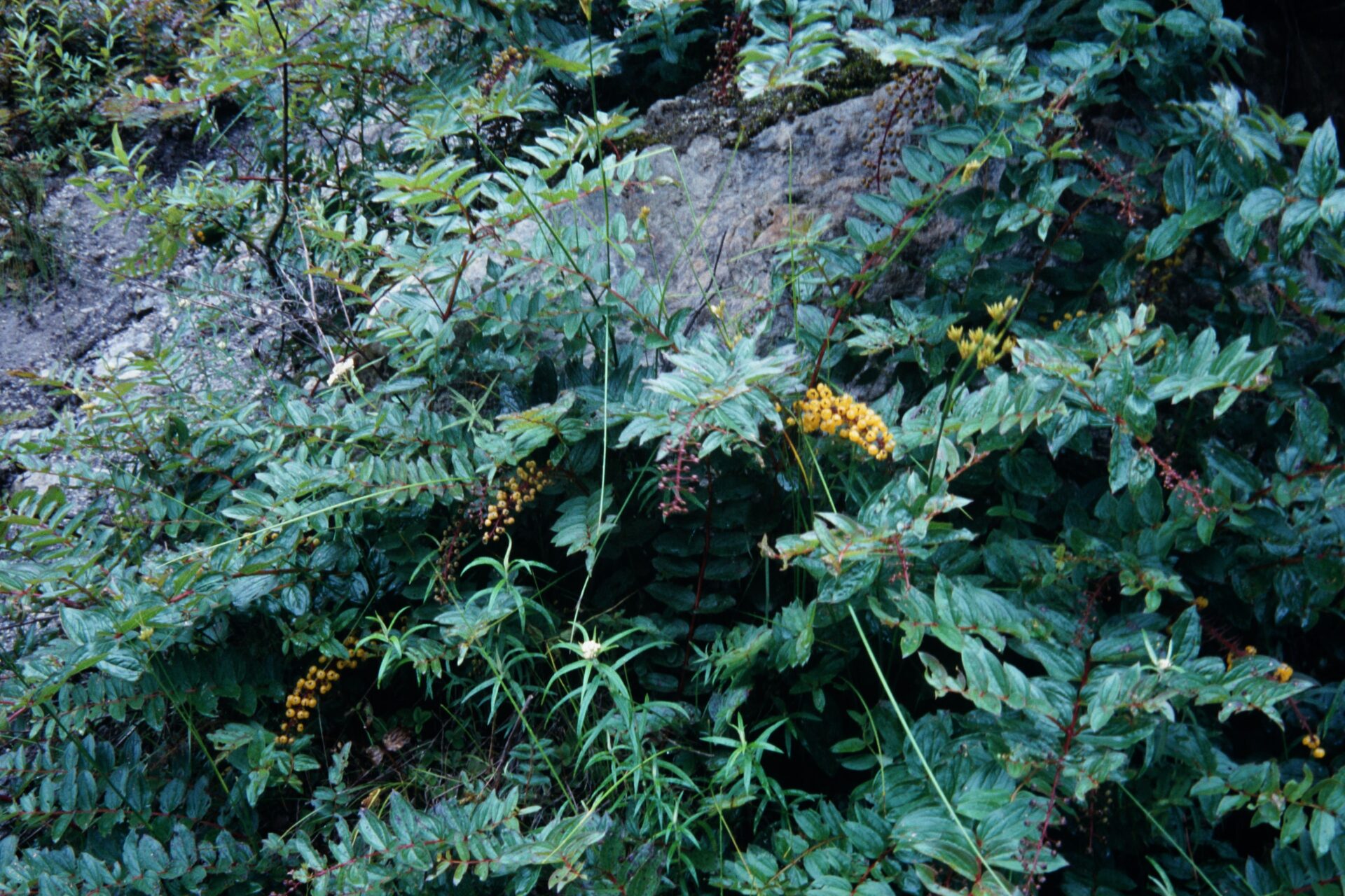 Zanthoxylum oxyphyllum — Rutaceae