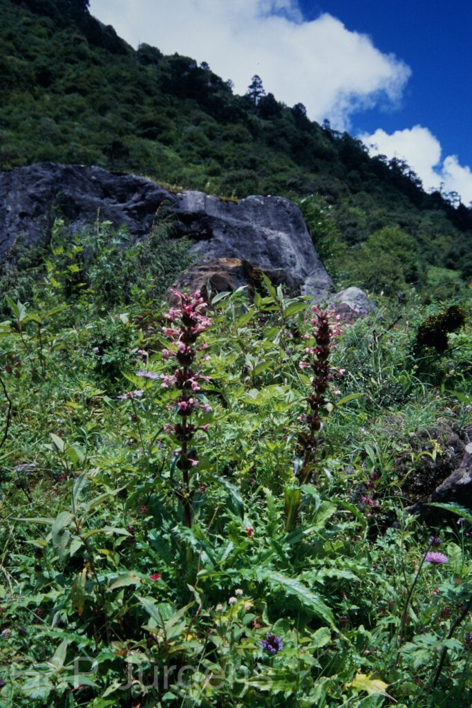 Sikkim2003 372 G521