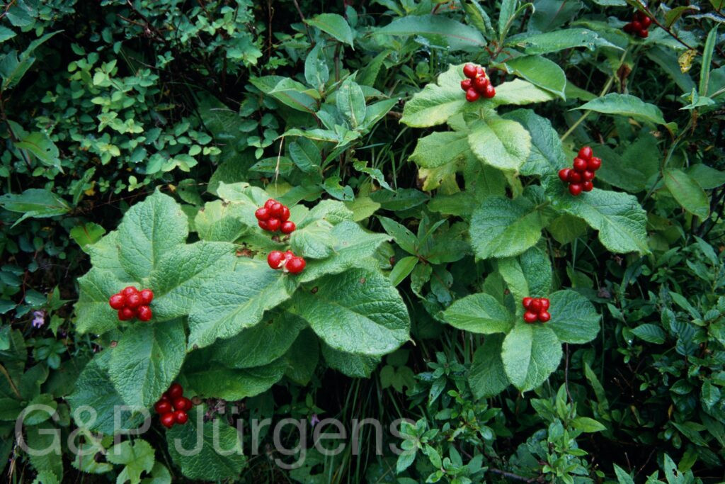 Sikkim2003 377 G529