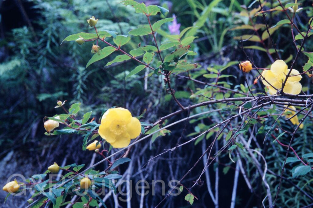 Sikkim2003 378 P531
