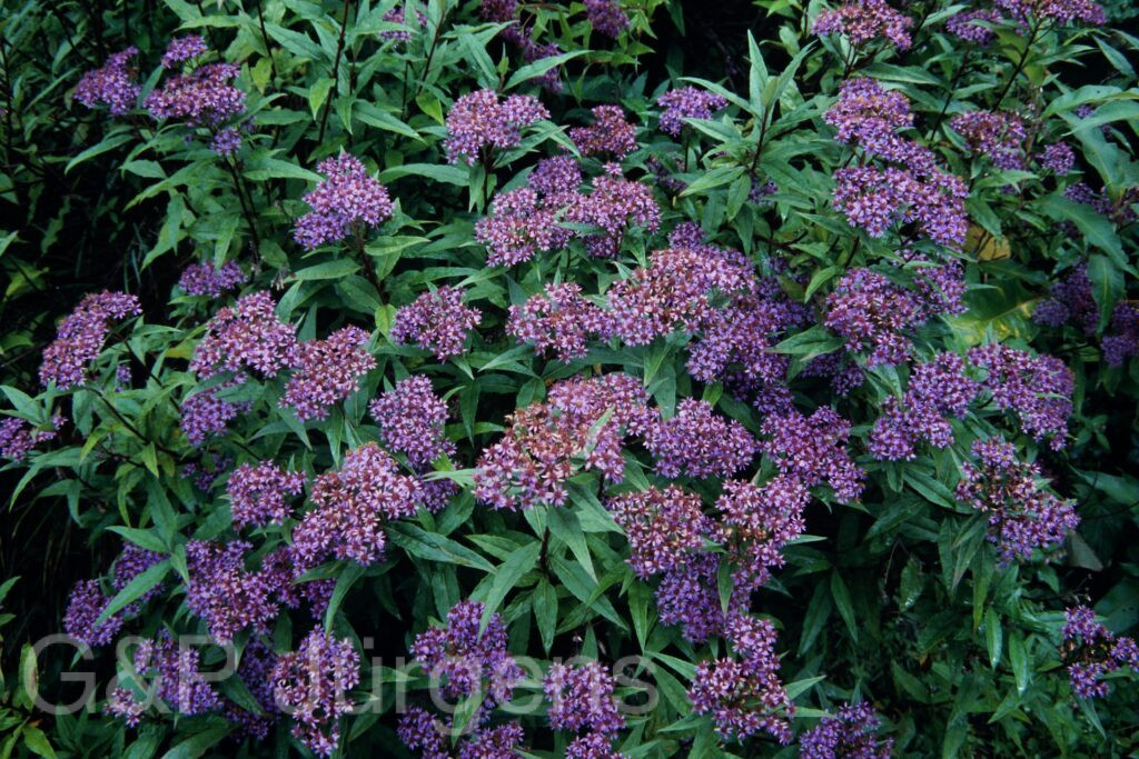 Sikkim2003 379 G532