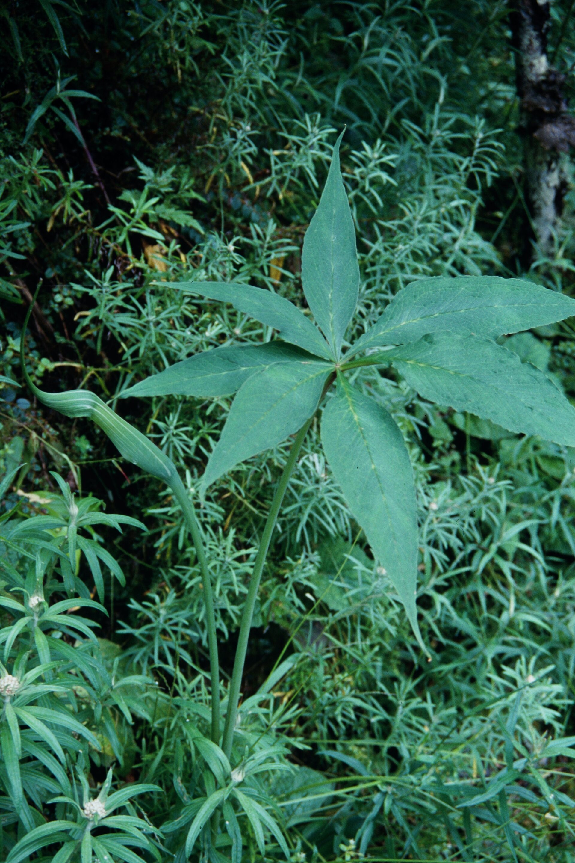 Arisaema jacquemontii — Araceae