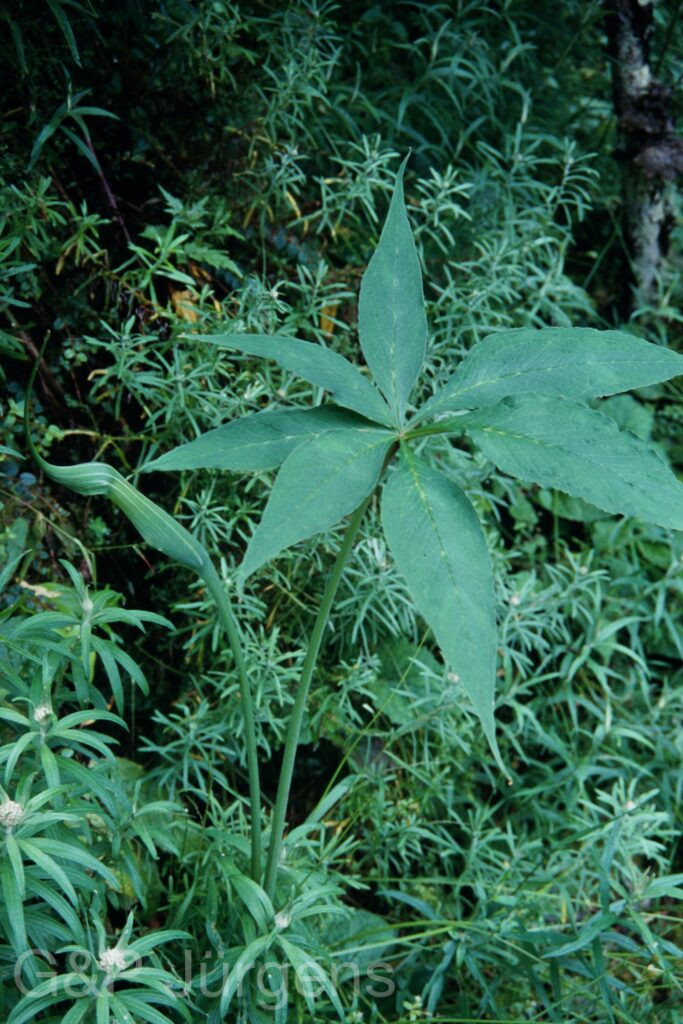 Sikkim2003 387 P547