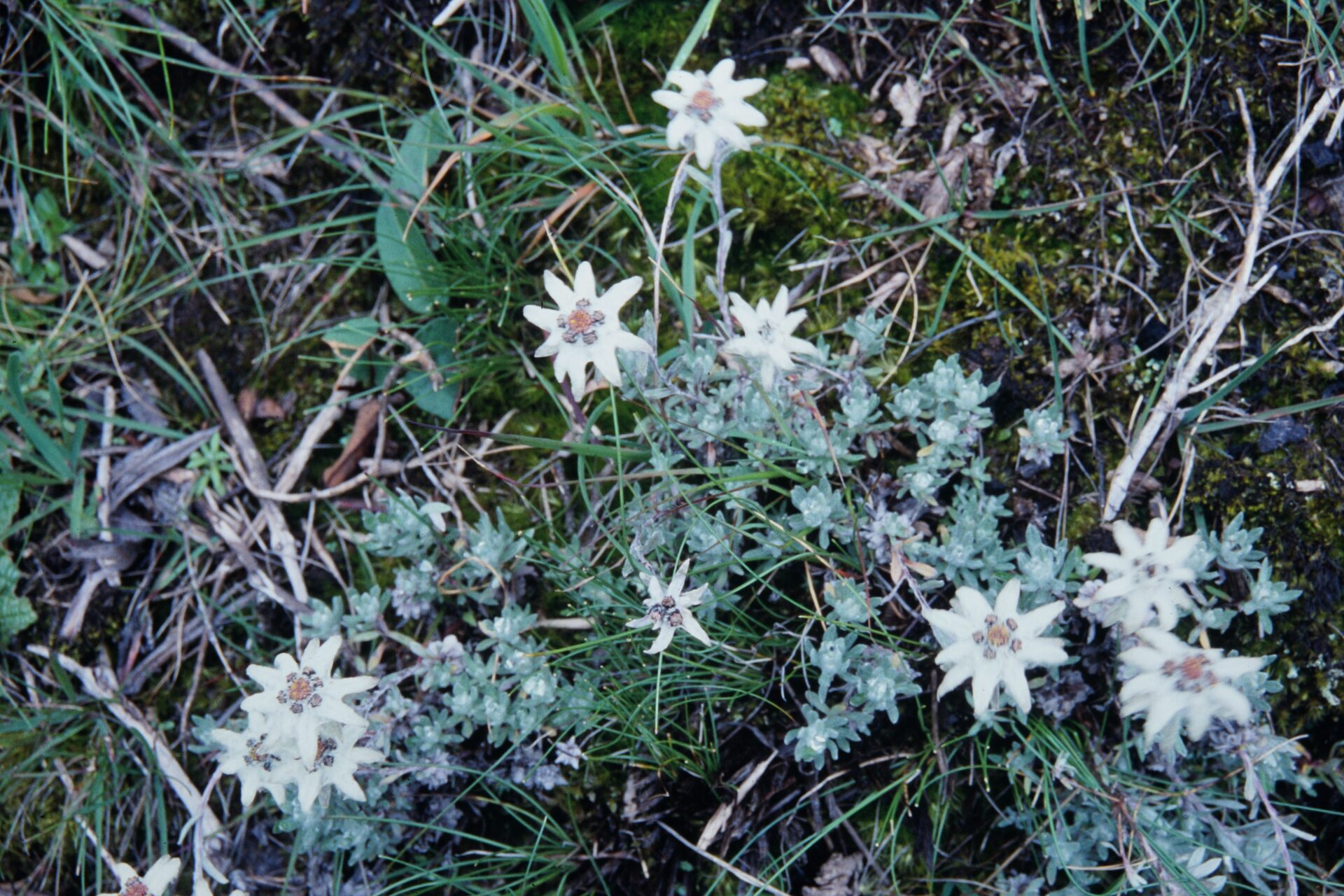 Leontopodium himalayanum — Asteraceae