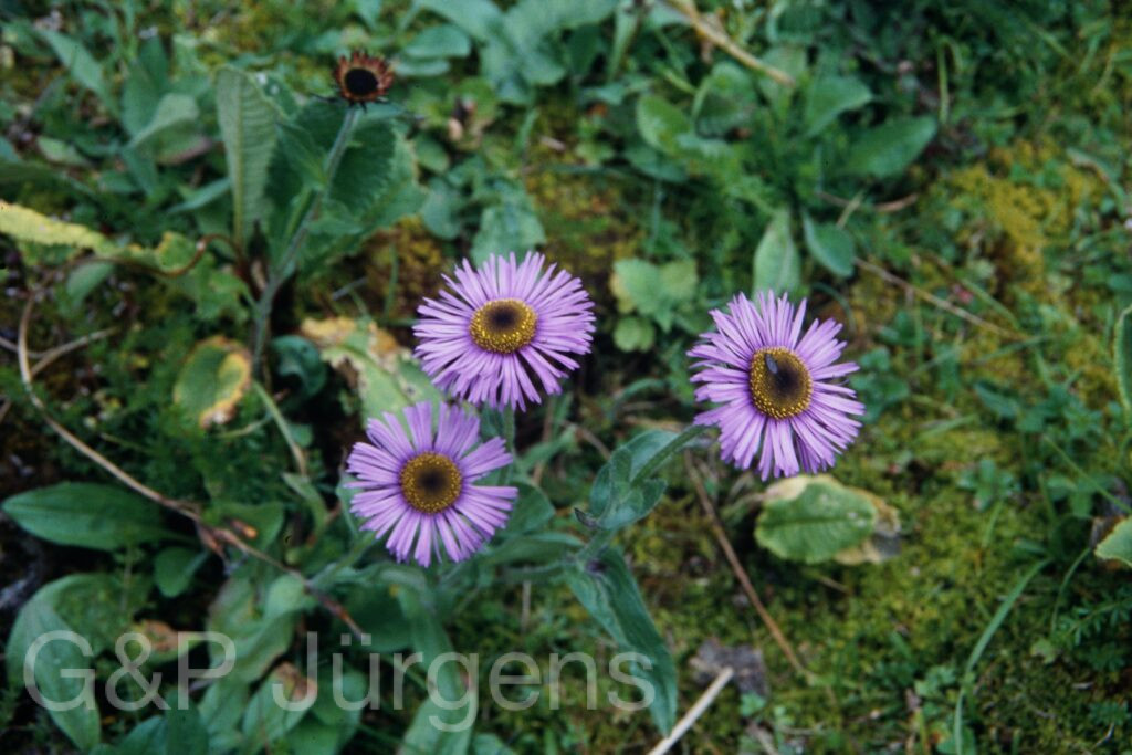 Sikkim2003 429 G596