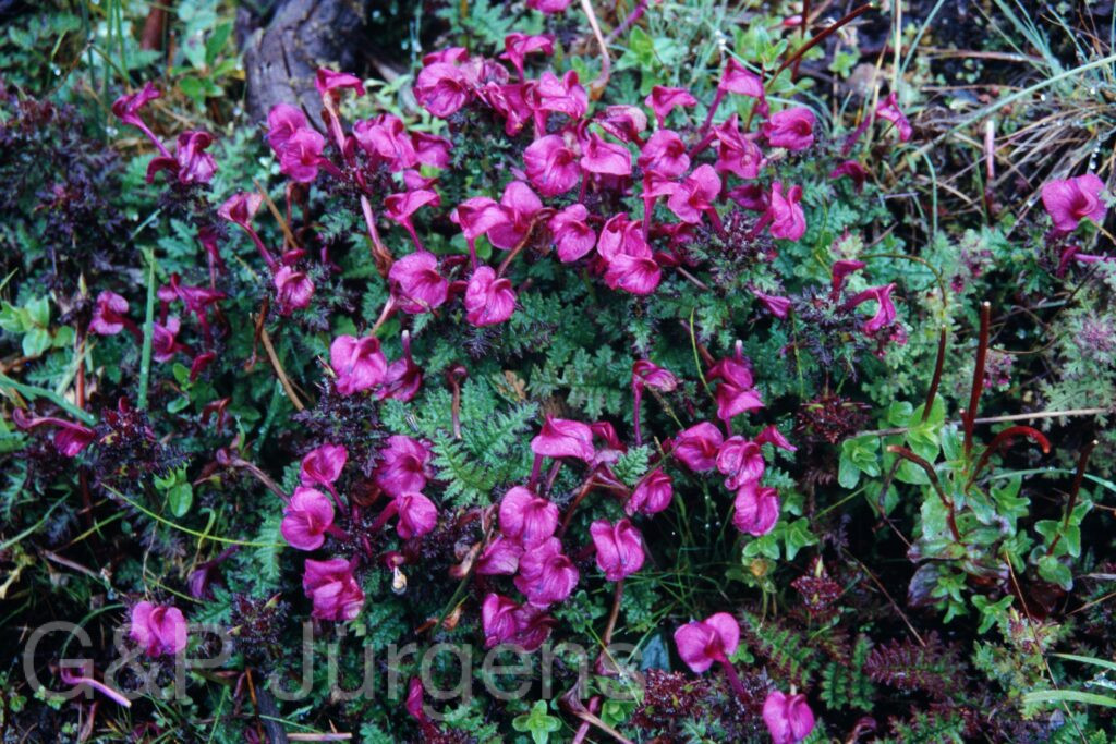 Sikkim2003 434 P603