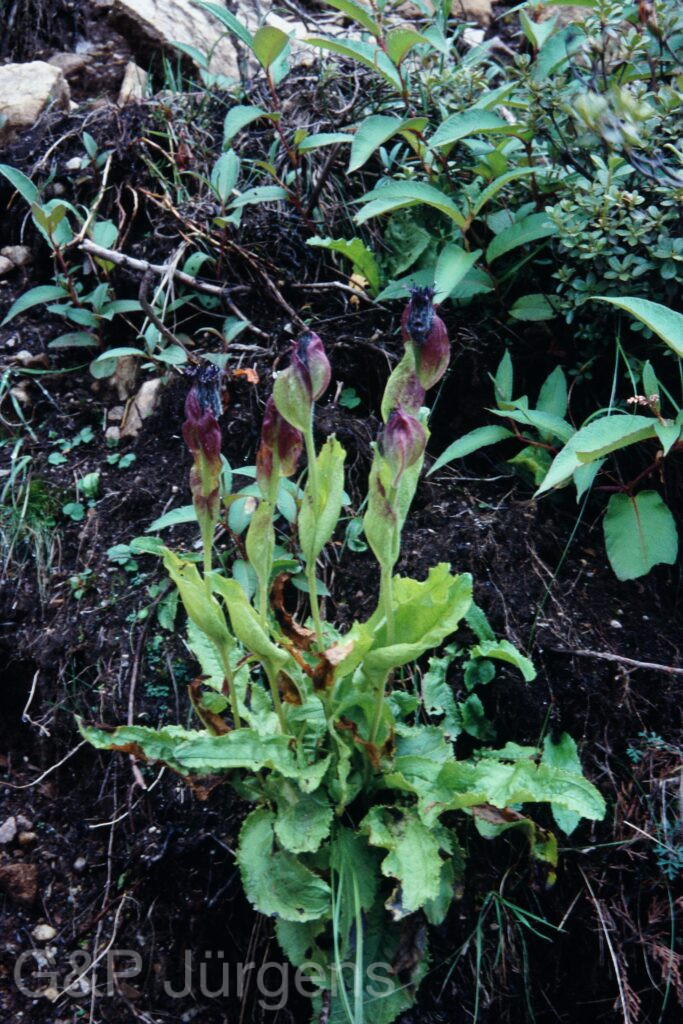 Sikkim2003 435 P605