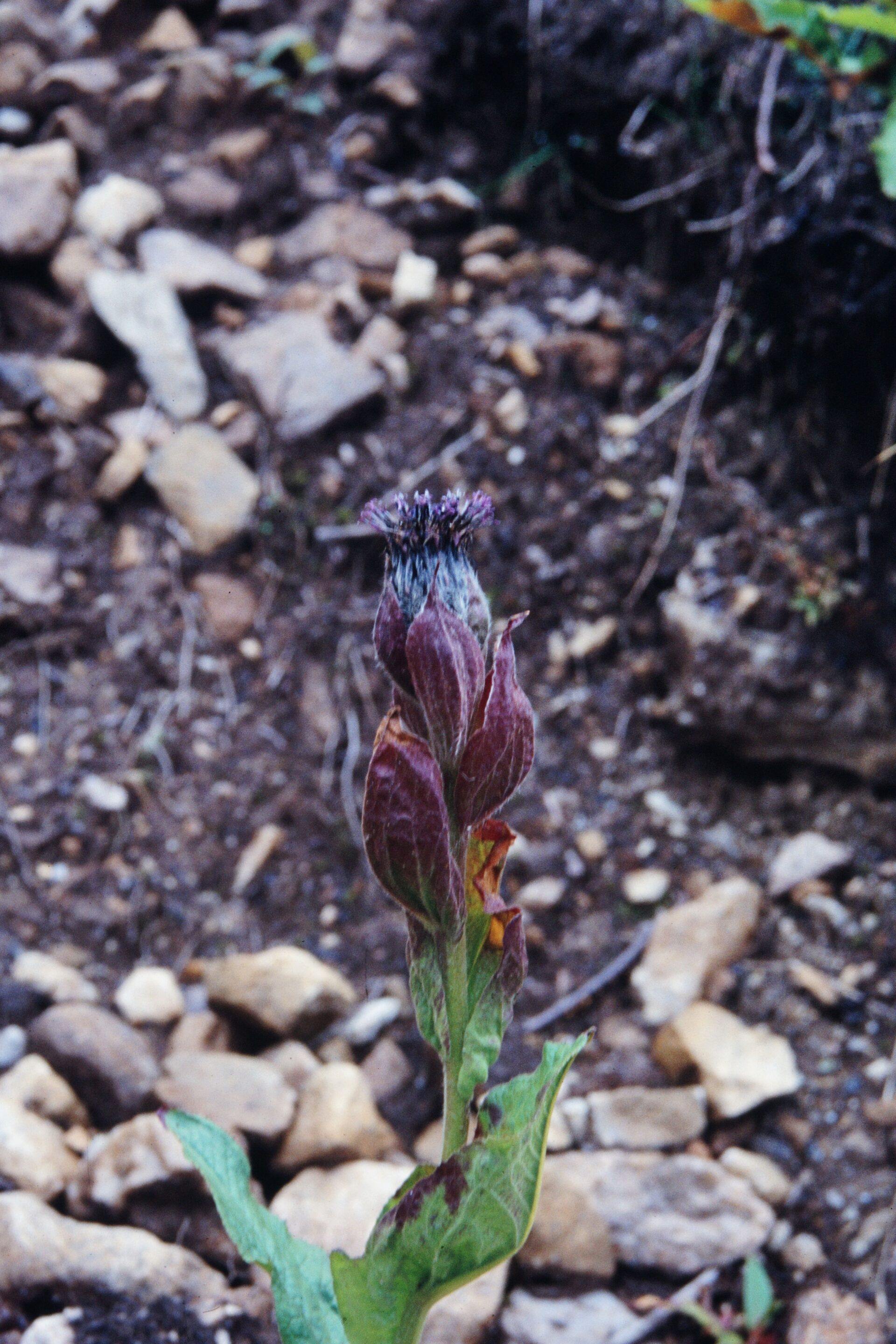 Saussurea uniflora — Asteraceae