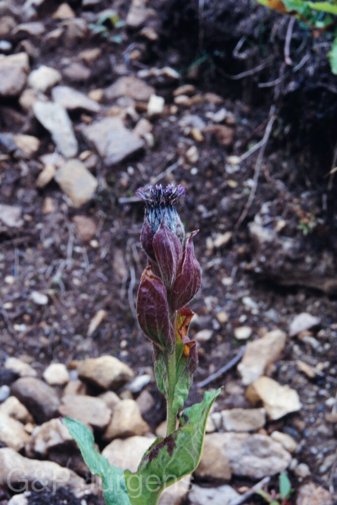 Sikkim2003 436 P606