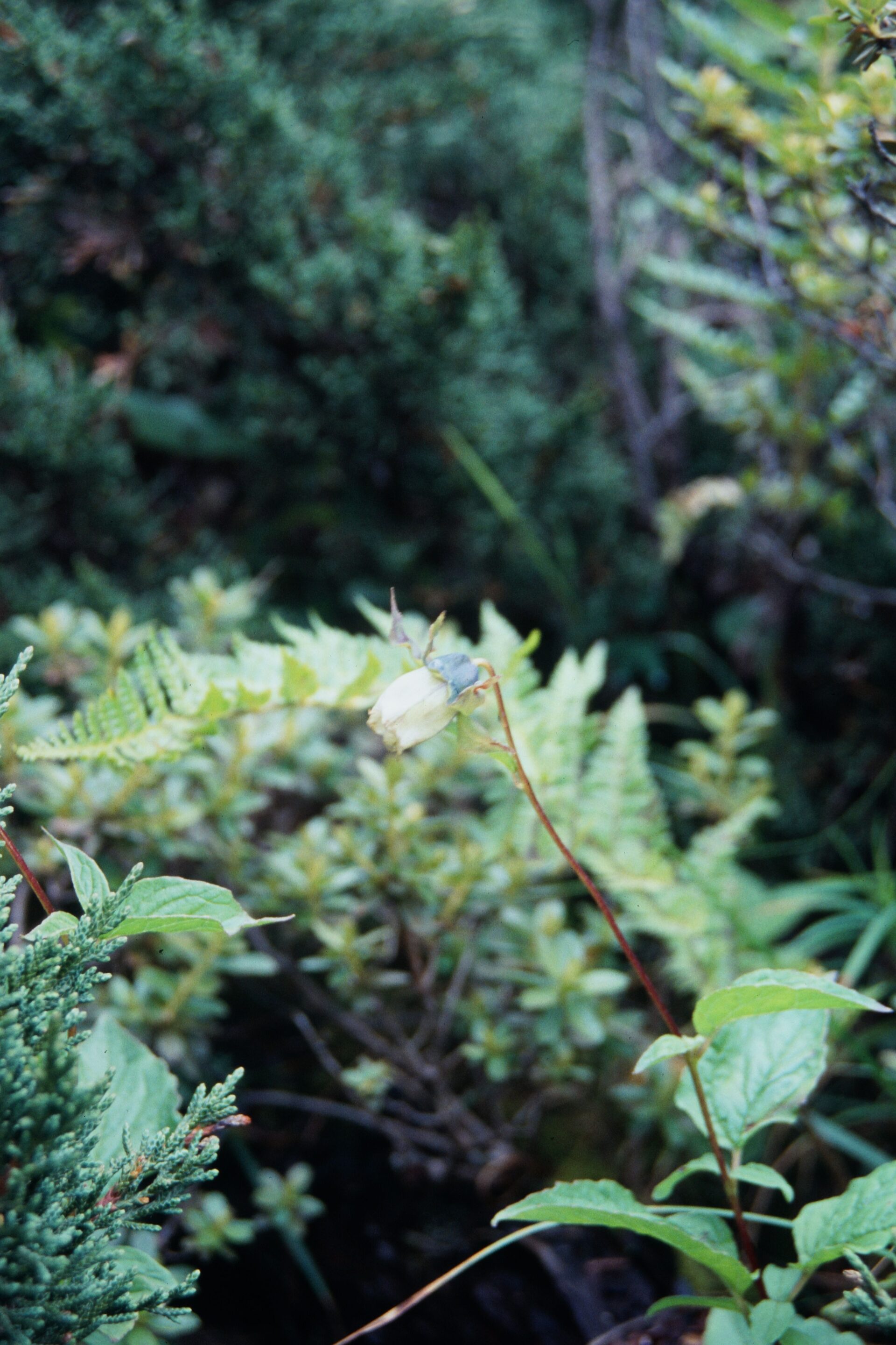 Codonopsis subsimplex — Campanulaceae