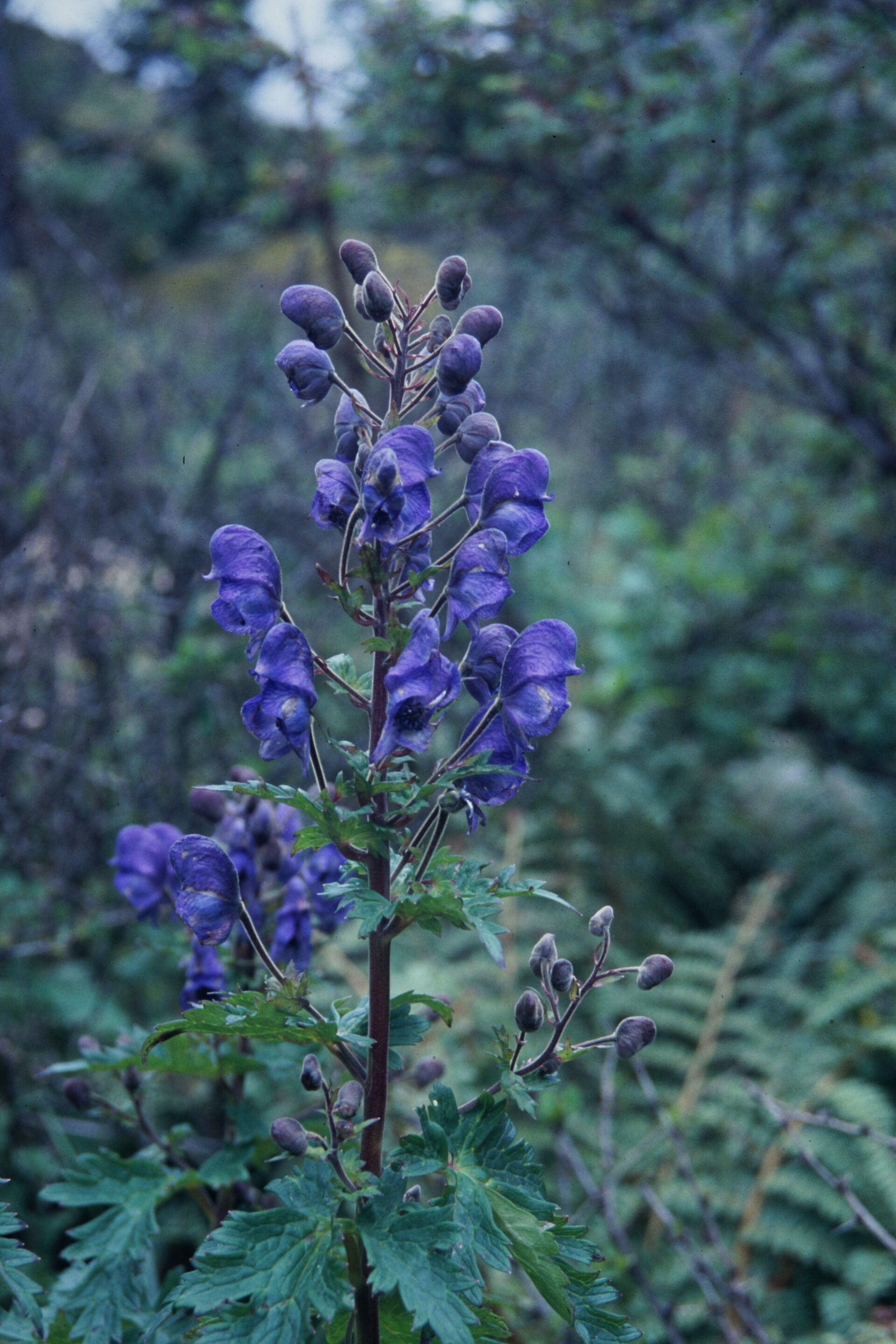 Aconitum lethale — Ranunculaceae