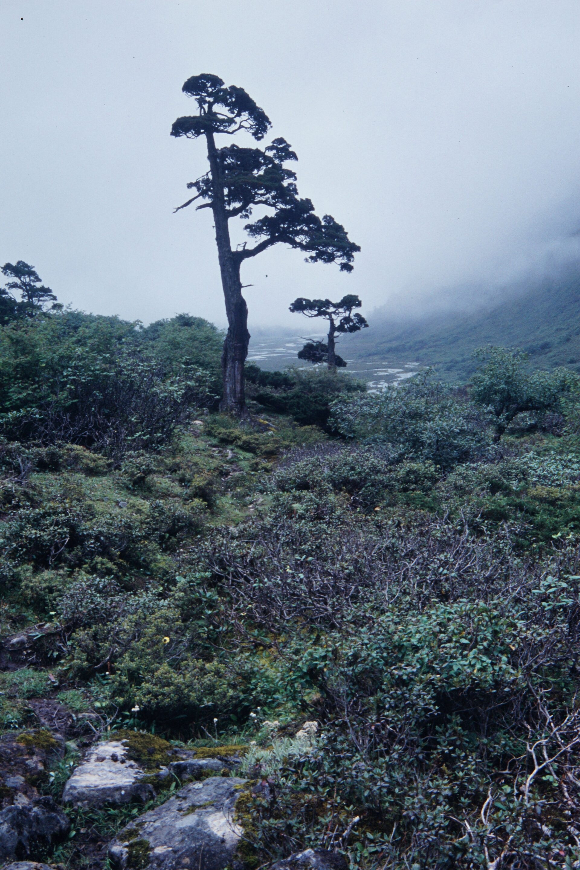 Juniperus pseudosabina — Cupressaceae