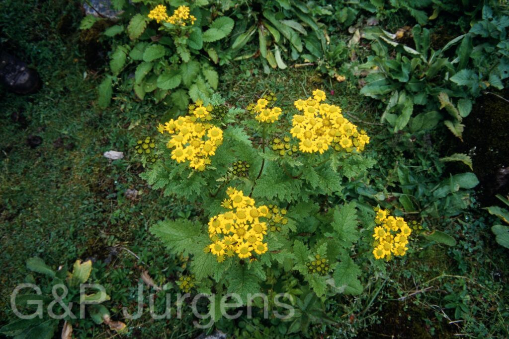 Sikkim2003 444 G617