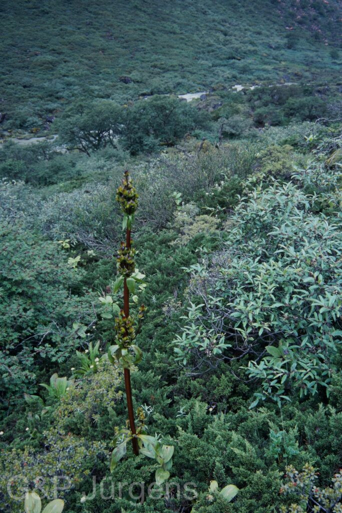 Sikkim2003 447 P620