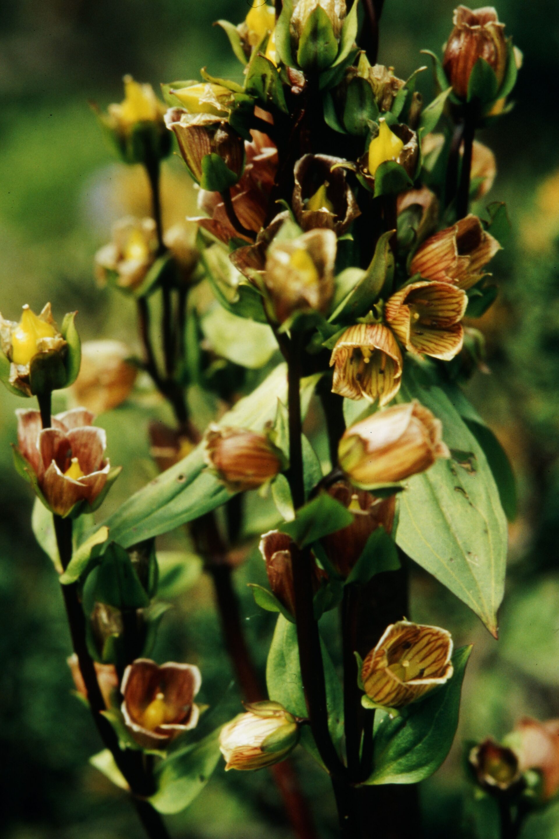Swertia hookeri — Gentianaceae